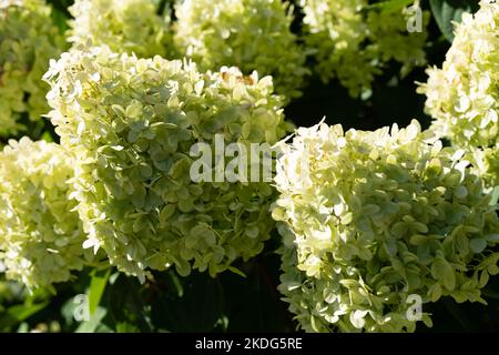 The romantic hortensia flower Hydrangea Stock Photo