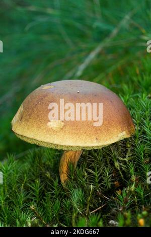 Bay bolete growing in thick layer of moss Stock Photo