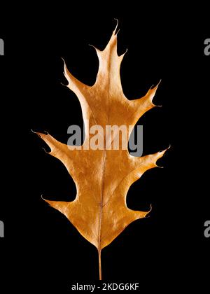 Dried oak leaf isolated on black background Stock Photo