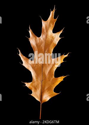 Oak leaf closeup isolated on black background Stock Photo