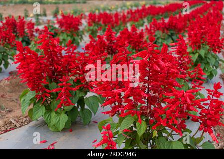 Red Salvia flowers blooming in the garden, beautiful flower background. Stock Photo