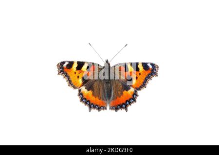 Small tortoiseshell butterfly isolated on white background Stock Photo