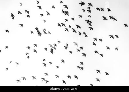 Flock of pigeons flying through the sky Stock Photo