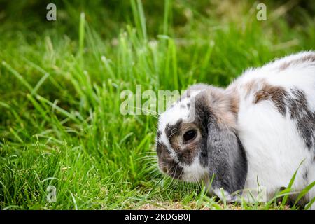 Black and white rabbit eating grass Stock Photo