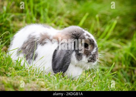 Black and white rabbit eating grass Stock Photo