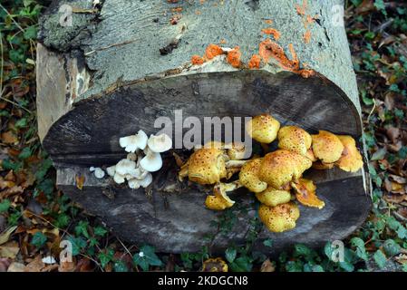 22 October 2022, Mecklenburg-Western Pomerania, Nienhagen: Various species of mushrooms grow in the 'Ghost Forest' on a sawed-off tree trunk. The forest is a popular destination for nature lovers. It was declared a nature reserve in 1943. With a width of about 100 meters and a length of about 1,300 meters, it is part of the Nienhäger Holz forest area. The oaks, beeches, hornbeams and ash trees are 90 to 170 years old. Little to no shrubbery grows between them - plenty of room for light and shade. For decades, the salty, moist Baltic Sea wind and the many storms have shaped the appearance of th Stock Photo