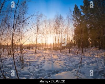 Sun rays streaming through tree trunks in a snow-covered birch grove on sunset in winter. Stock Photo