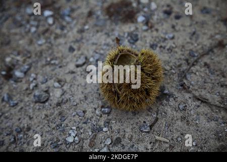 Opened  chestnut bur on the ground seen up close Stock Photo
