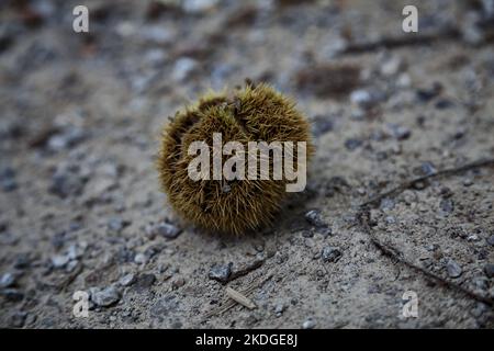 Opened  chestnut bur on the ground seen up close Stock Photo