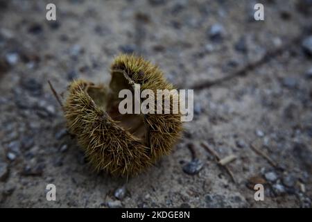 Opened  chestnut bur on the ground seen up close Stock Photo