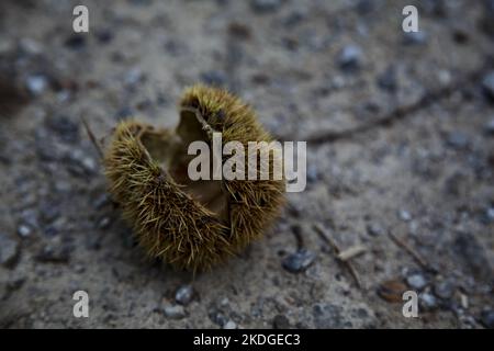 Opened  chestnut bur on the ground seen up close Stock Photo