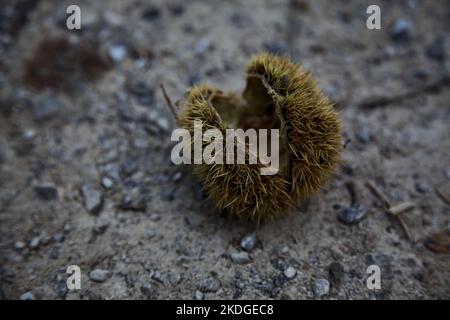Opened  chestnut bur on the ground seen up close Stock Photo