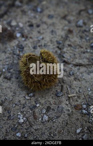 Opened  chestnut bur on the ground seen up close Stock Photo