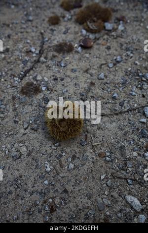 Opened  chestnut bur on the ground seen up close Stock Photo