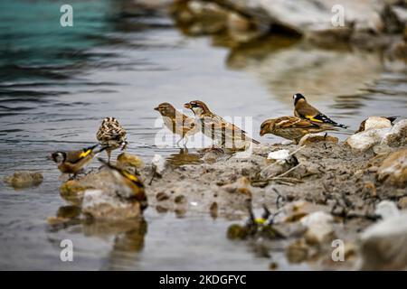 Carduelis carduelis - The European goldfinch or cardelina is a passerine bird belonging to the finch family. Stock Photo