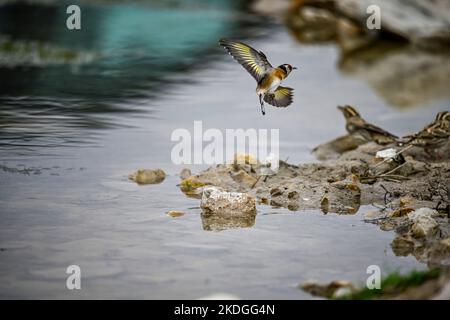 Carduelis carduelis - The European goldfinch or cardelina is a passerine bird belonging to the finch family. Stock Photo
