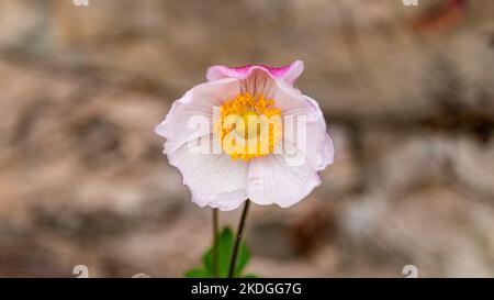 Selective focus of blooming pink flowers in the garden, Anemone hupehensis, known as Chinese or Japanese anemone has different colors. Stock Photo