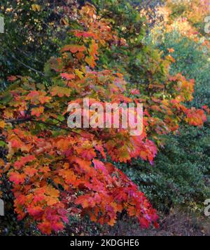 Autumnal hues spectacular show of colours Stock Photo