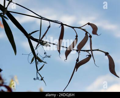 Autumn seed pods on a wild pea plant Stock Photo