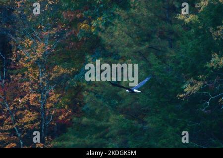 Bald eagle soaring over the Catskills Stock Photo