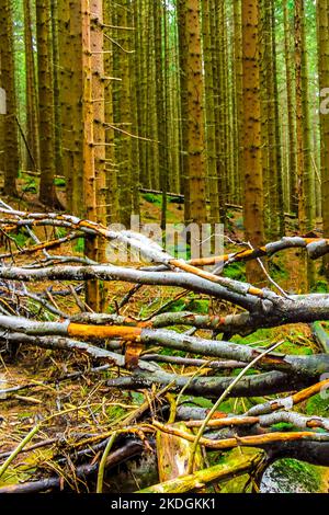 The dying silver forest with dead broken uprooted spruces or sawed off firs trees with mushrooms and landscape panorama at Brocken mountain peak in Ha Stock Photo
