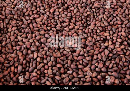 Ripe fresh brown pine nuts in the shell Stock Photo