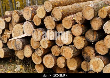 Numbered log trunks stacked in the forest. Logging. Stock Photo