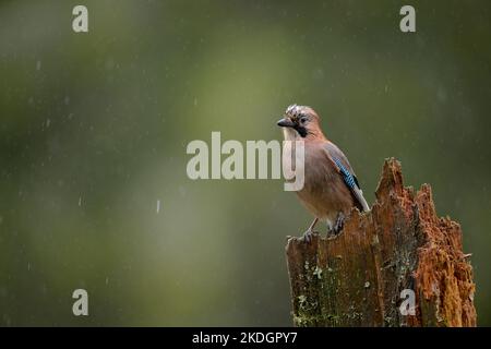 Wet Eurasian jay (Garrulus glandarius) in rain Stock Photo