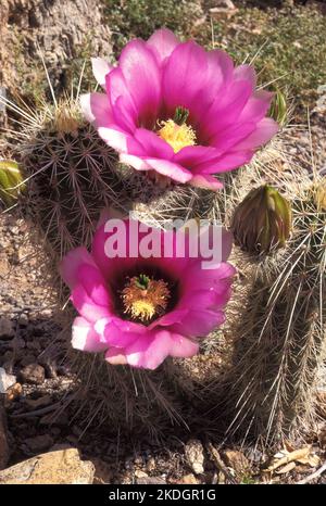 Strawberry Hedgehog cactus, aka:  Engelmann's hedgehog cactus (Echinocereus engelmannii) in bloom, Southern Arizona, USA Stock Photo