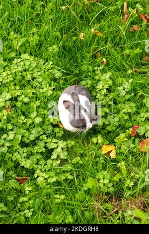 Beautiful gray white rabbit sitting in the green summer grass close-up Stock Photo