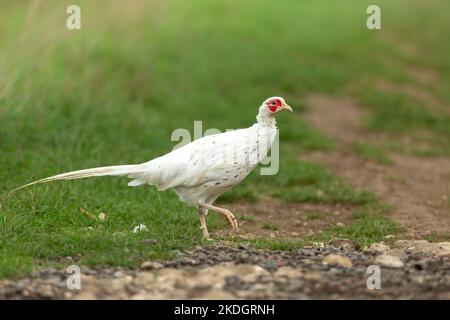 White or leucistic Pheasant.  Scientific name: Phasianus colchicus. Rare colour of a male common Ring-necked pheasant, facing right with clean green b Stock Photo