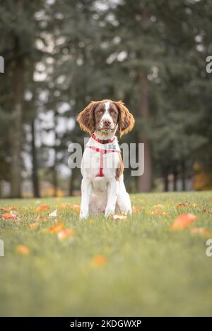 Portrait of an adorable English Springer Spaniel puppy dog sitting in grass field on autumn morning Stock Photo