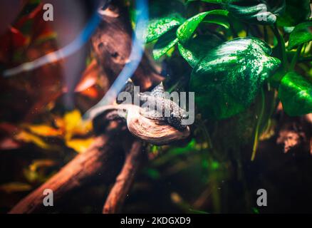 a lovely ancistrus in my tank Stock Photo