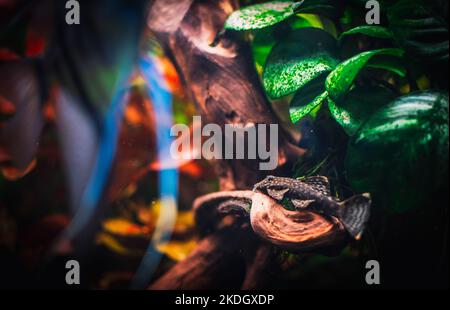 a lovely ancistrus in my tank Stock Photo