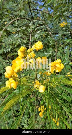 Closeup of beautiful flowers of Senna spectabilis known as Casia amarilla, Whitebark senna, yellow shower. Also known as golden wonder tree Stock Photo