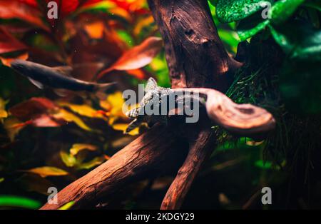 a lovely ancistrus in my tank Stock Photo