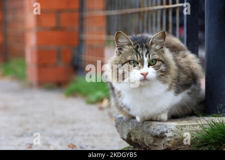 Fluffy white brown cat sitting on a street near the fence and looks worried into distance Stock Photo