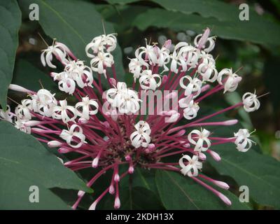 Clerodendrum quadriloculare, firecracker plant, bagawak or bagawak morado, the plants produce flowers that look great in a garden, the showy flower Stock Photo
