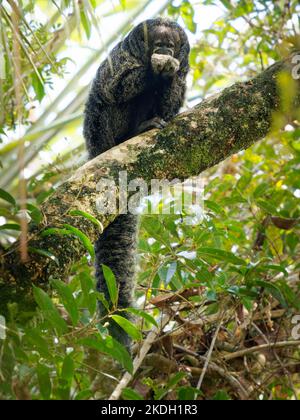 Monk Saki - Pithecia monachus, also Geoffroy's monk saki, type of New World monkey with big hairy tail from South America, found in forested areas of Stock Photo