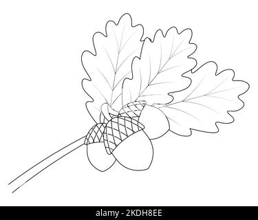 Acorns on an oak branch. Leaves and fruits with hard shells. Vector illustration. Outline on an isolated white background. Doodle style. Sketch. Stock Vector