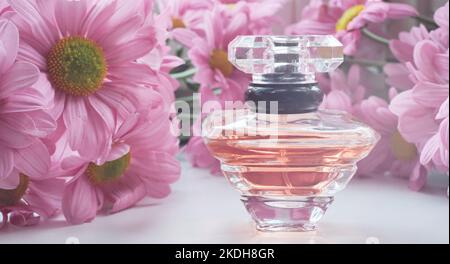 A perfume bottle surrounded by pink chrysanthemum flowers. Eau de toilette, eau de parfum, beauty concept Stock Photo