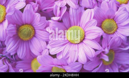 Flowers composition from pink hydrangea flowers. Spring, summer template for your projects. Stock Photo