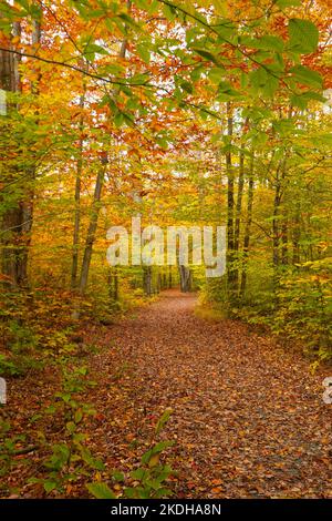 Leaf-covered trail into a forest in Autumn Stock Photo
