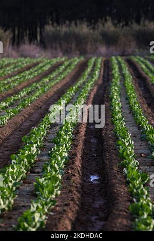 Portugal, Oeste Region, Rows of Cabbages growing on farmland near Ferrel Stock Photo