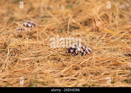 Dry, dead pine needles and pine cones fallen on ground. Fall season, lawncare and wildfire hazard concept. Stock Photo