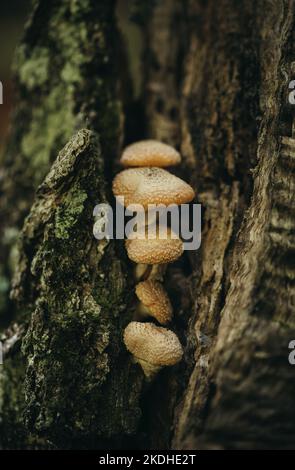 Close up of a group of mushrooms growing on a tree in the forest. Stock Photo