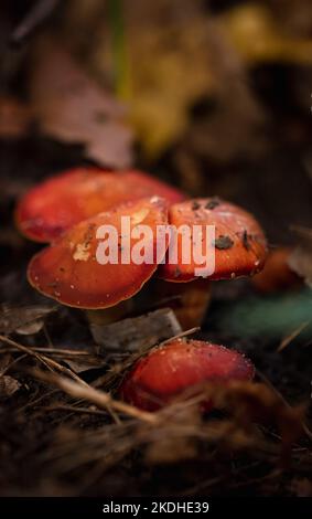 Close up of a group of mushrooms growing on the forest floor. Stock Photo