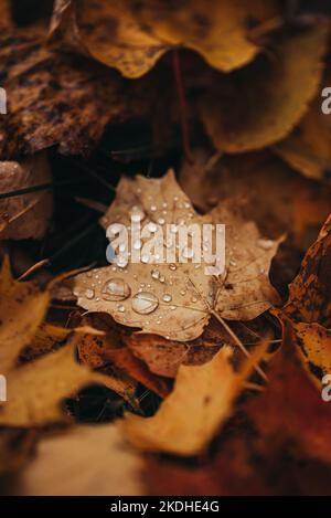 Close up of fallen leaves on ground in autumn covered in raindrops. Stock Photo