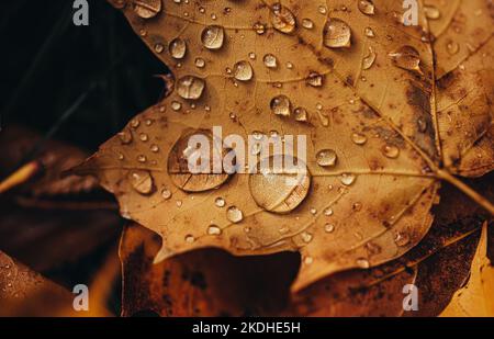 Close up of fallen leaf on the ground in autumn covered in raindrops. Stock Photo