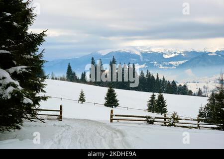 Winter landscape with dark spruse trees of snow covered forest in cold mountains Stock Photo
